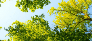 When Leaves Come to Life