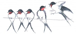 Swallows