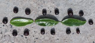 Number and Algebra