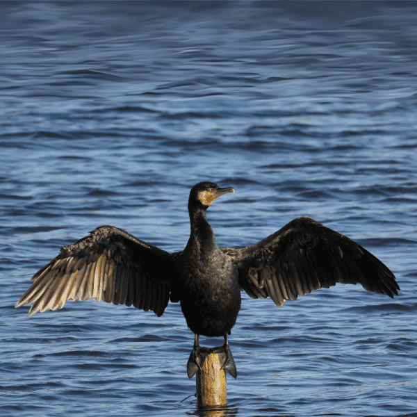 WAU508 Easy Birdwatching for Beginners Spring - Image 3