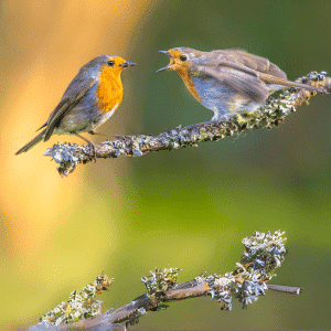 WAU508 Easy Birdwatching for Beginners Spring