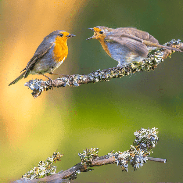 WAU508 Easy Birdwatching for Beginners Spring