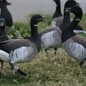 WAU001 Easy Birdwatching for Beginners Winter